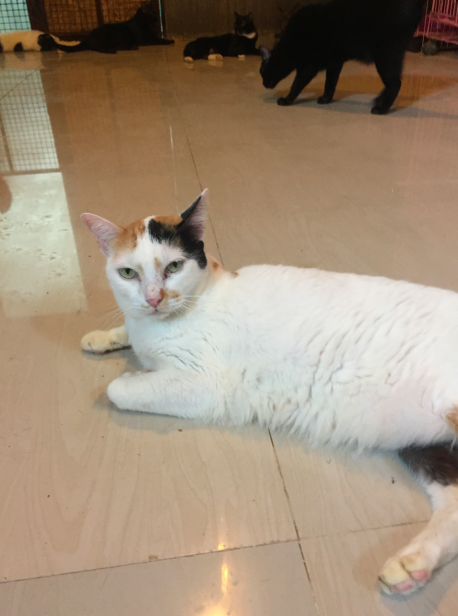 Screen Shot 2018-01-19 at 11.53.00 PM