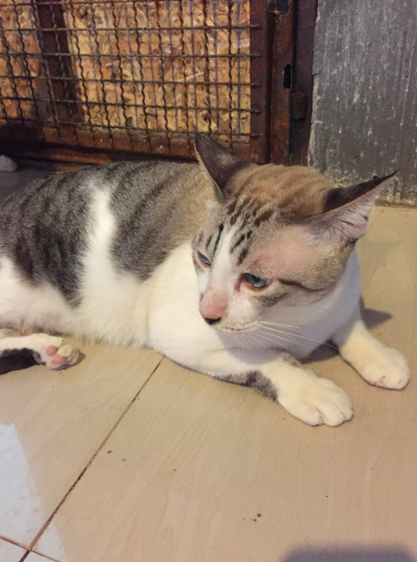 สัตว์แพทย์เลี้ยงแมวที่ลูกค้าไม่มารับคืน #Catclubguest