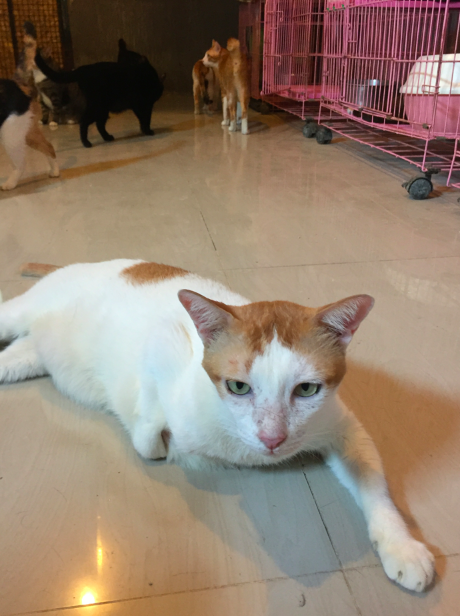 สัตว์แพทย์เลี้ยงแมวที่ลูกค้าไม่มารับคืน #Catclubguest