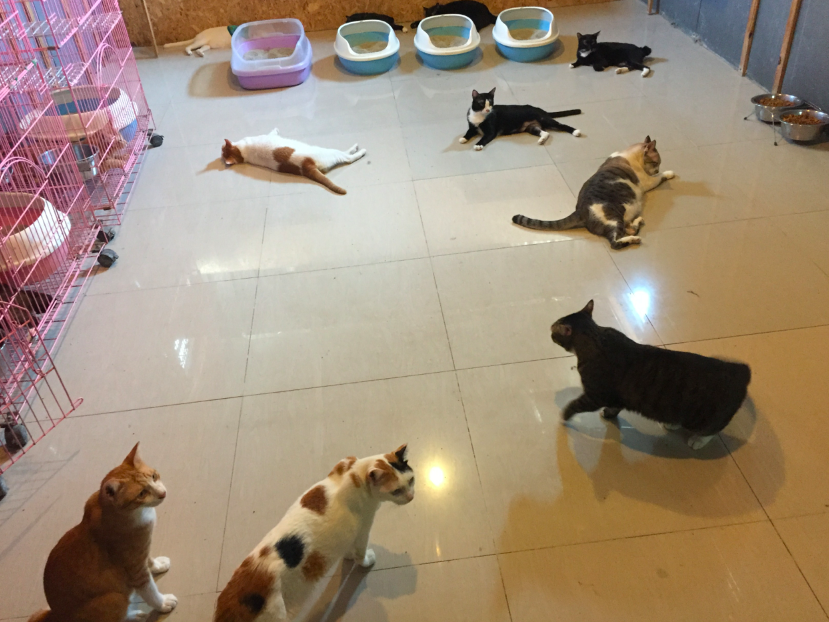 สัตว์แพทย์เลี้ยงแมวที่ลูกค้าไม่มารับคืน #Catclubguest