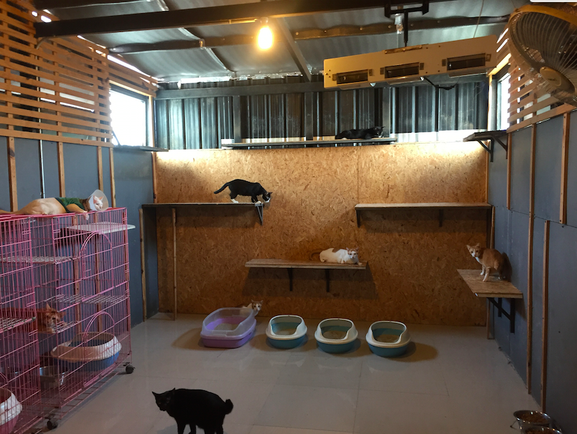 สัตว์แพทย์เลี้ยงแมวที่ลูกค้าไม่มารับคืน #Catclubguest