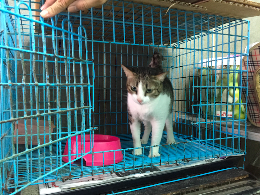 แมวเป็นลูคีเมียยังอยู่ได้ #Catclubguest