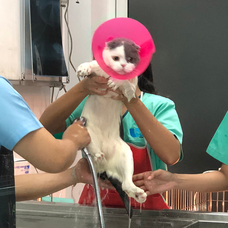 แมวต้องอาบน้ำมั้ย