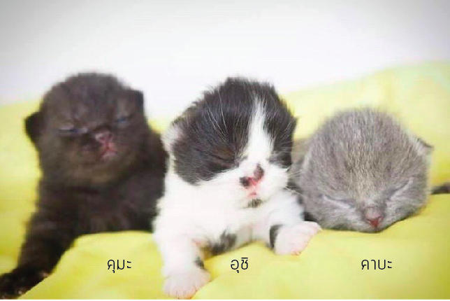 ให้ความสุขสู้กับโรค FIP แมว #Catclubguest