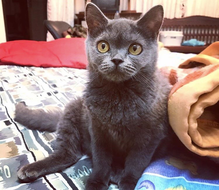 สู้กับโรค FIP แมว แมวต้องไม่เครียด #Catclubguest