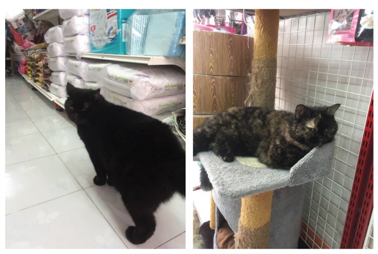 แมวกับหมาอยู่ด้วยกันได้ #Catclubguest