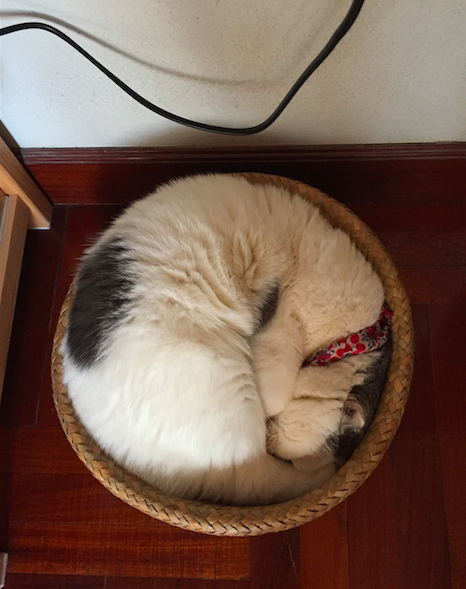 aorcatclub_sleepingpose1