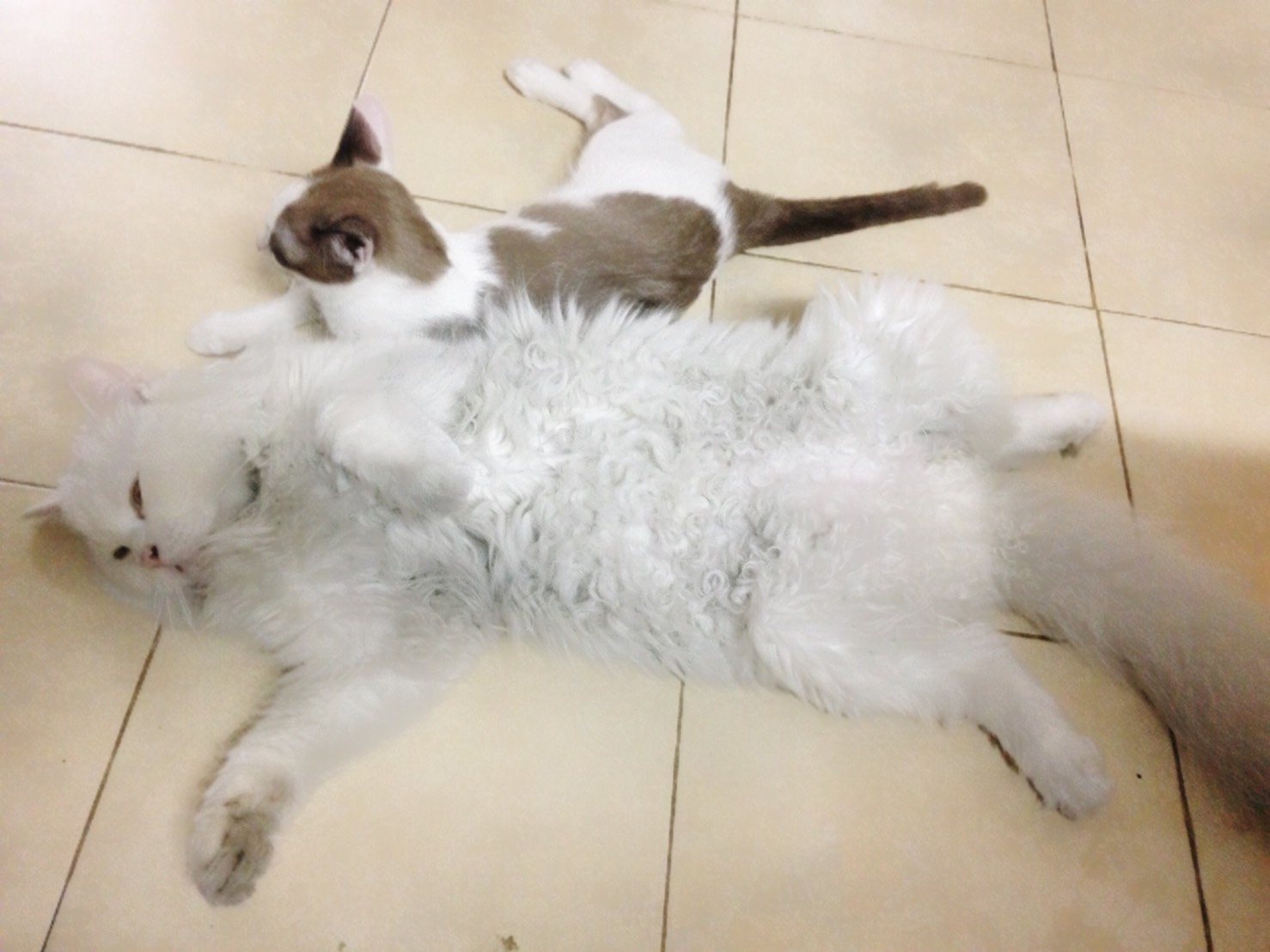 aorcatclub_sleeppose2.1