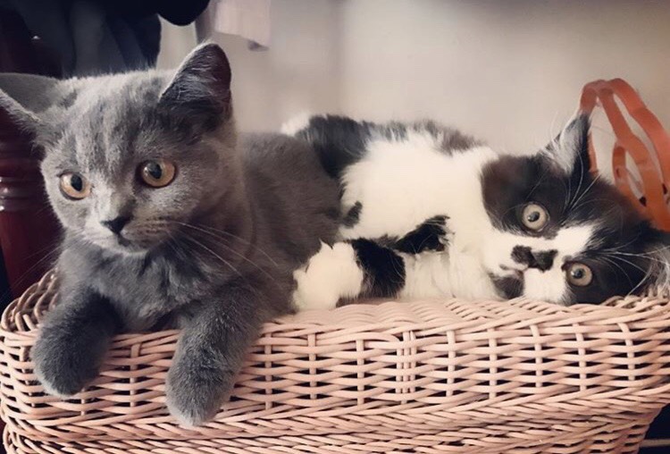 aorcatclub_sleeppose2