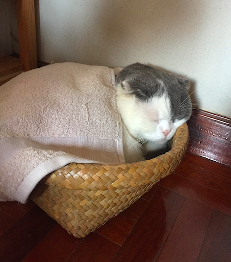 aorcatclub_sleeppose3