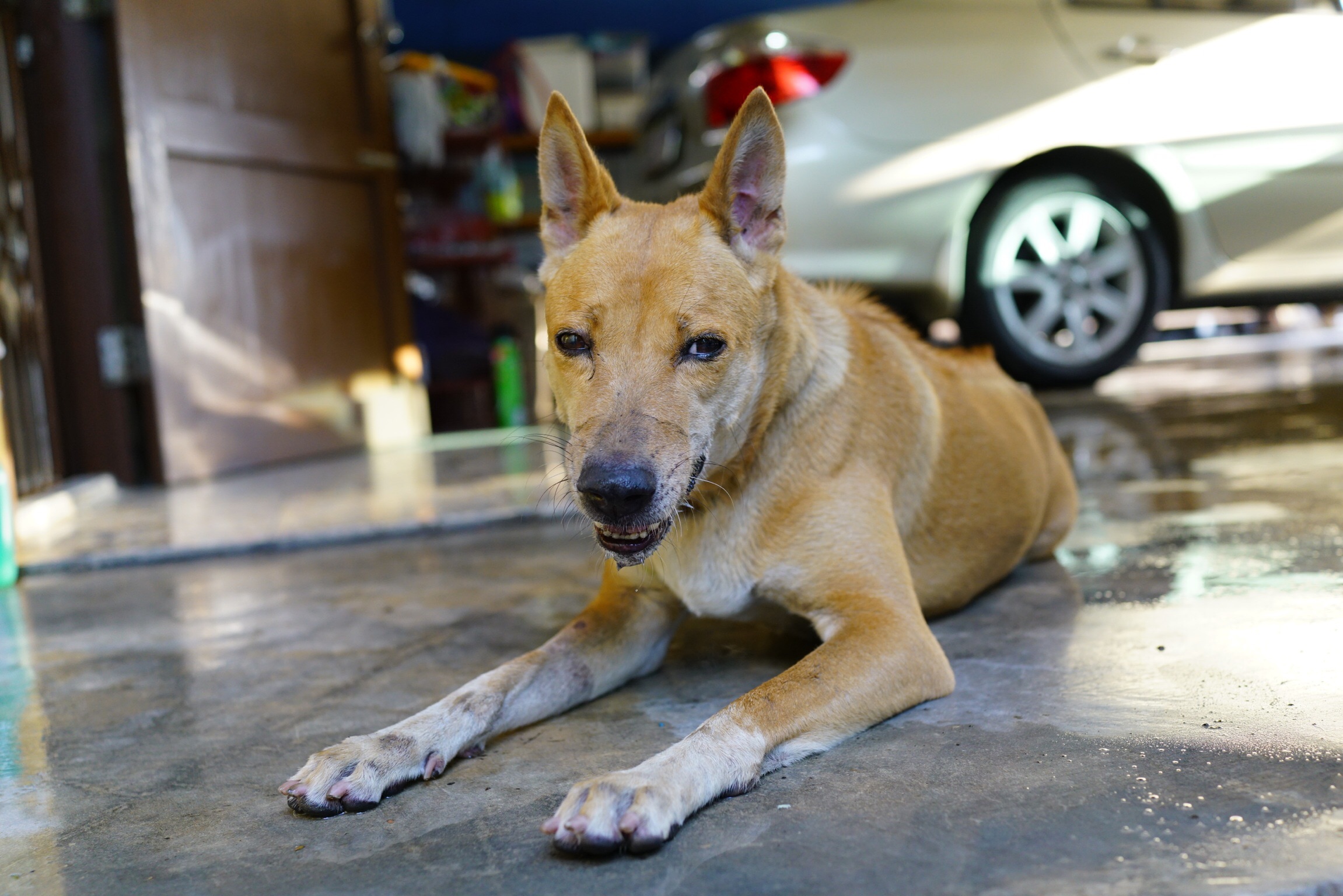 พิษสุนัขกับบาดทะยัก คล้ายกัน เรื่องจาก #Catclubguest