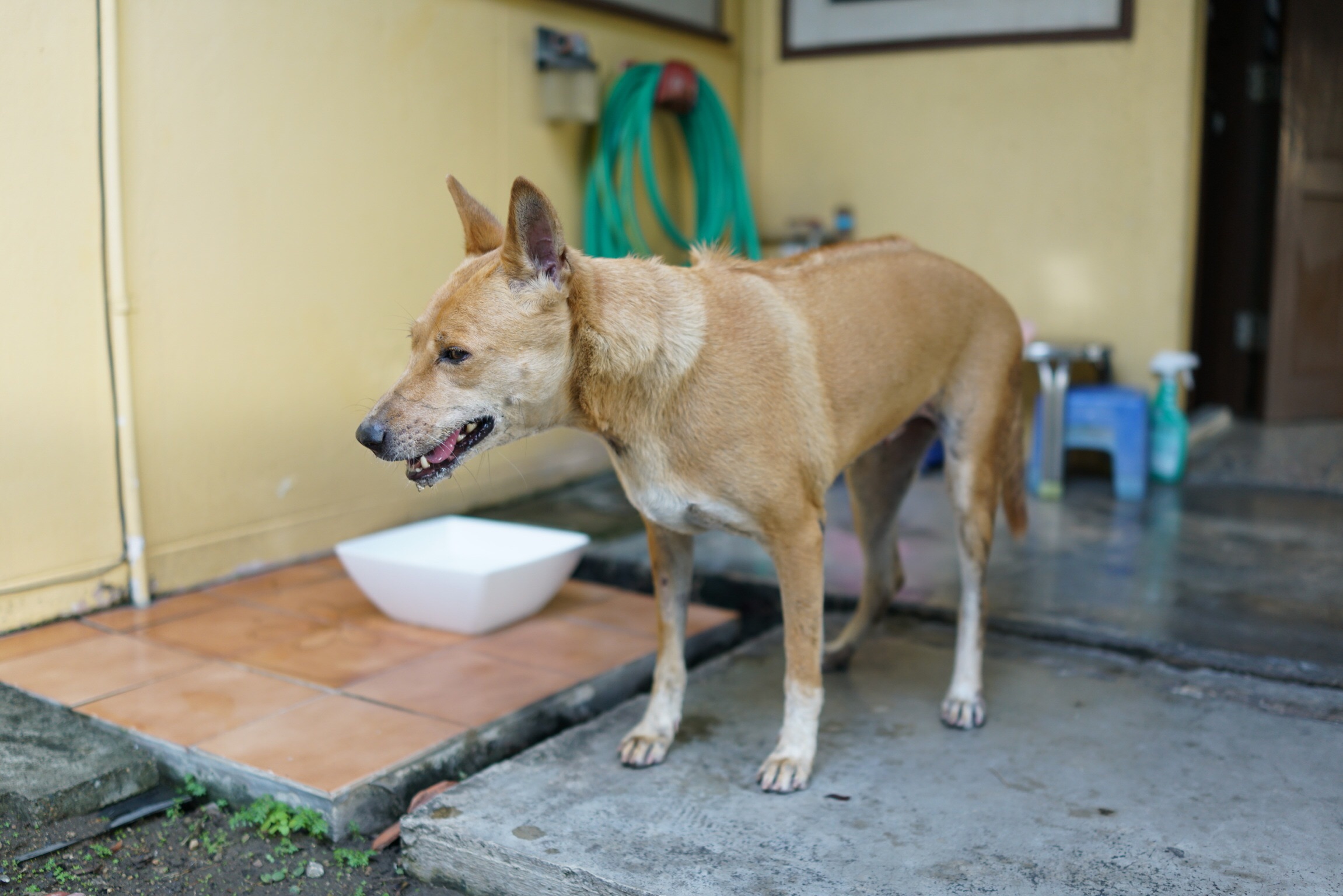 พิษสุนัขหรือบาดทะยัก อาการคล้ายกัน เรื่องจาก #Catclubguest