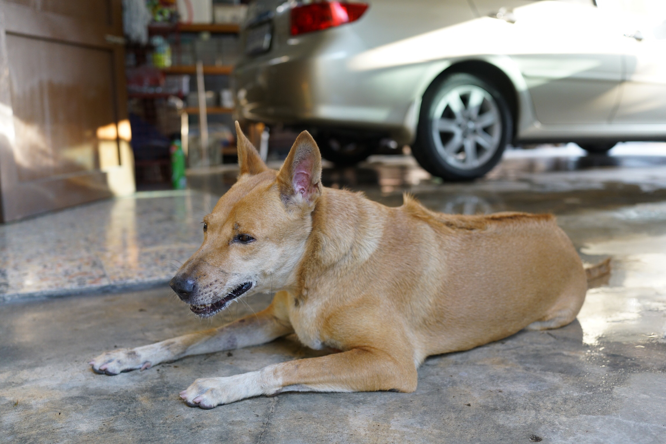 พิษสุนัขหรือบาดทะยัก อาการคล้ายกัน เรื่องจาก #Catclubguest