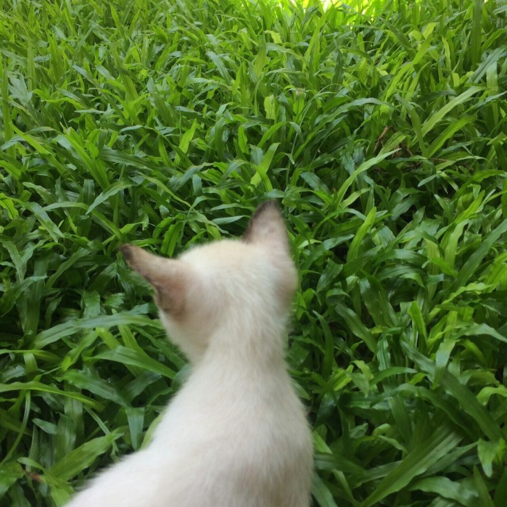 แมวเดินเซจากสารพิษ #Catclubguest