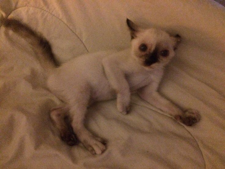 แมวดินเซ #Catclubguest