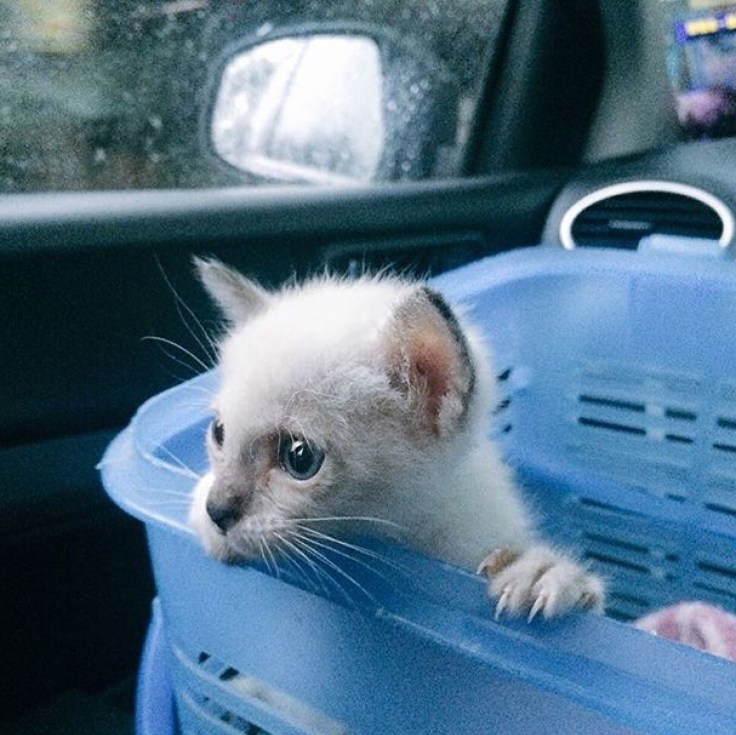 แมวเดินเซ #Catclubguest