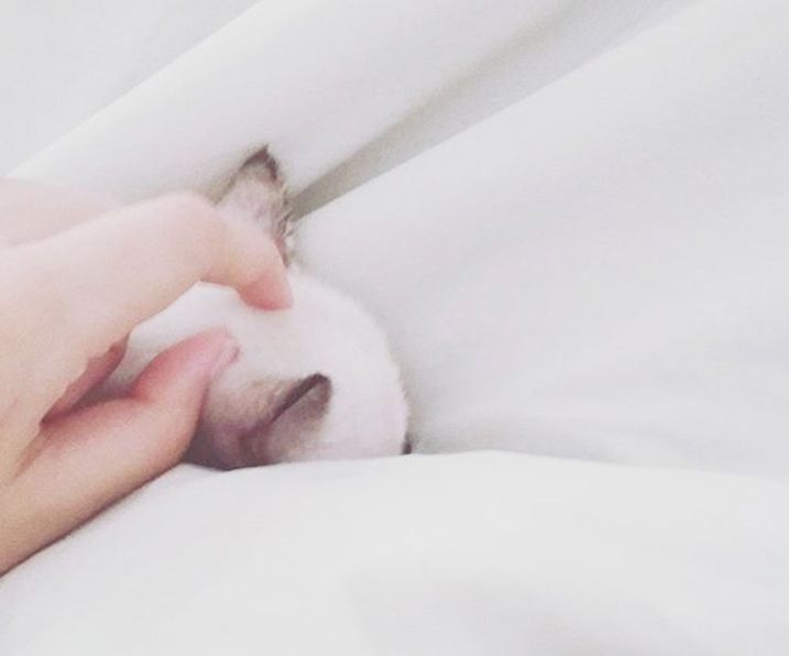 แมวเดินเซ #Catclubguest