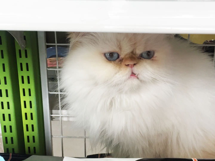 แมวเปอร์เซียฟันเหยิน