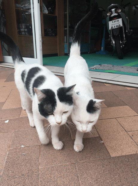 แมวเลือกบ้านเอง เรื่องจาก #Catclubguest