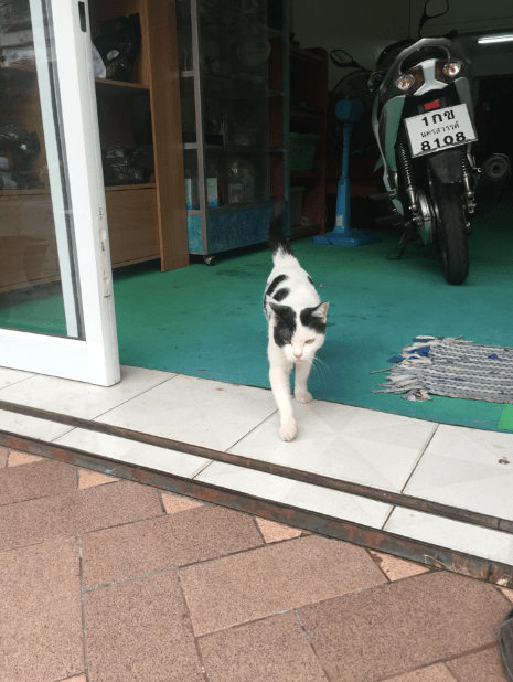 แมวเลือกบ้านเอง เรื่องจาก #Catclubguest