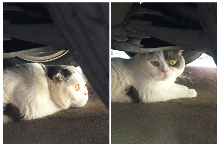 Darksideofthecat_catclub1