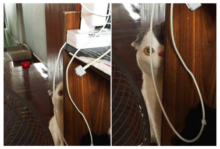 Darksideofthecat_catclub2