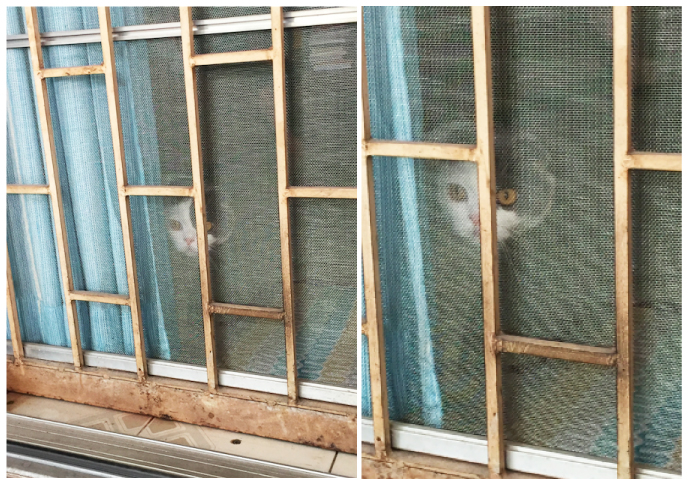 Darksideofthecat_catclub3