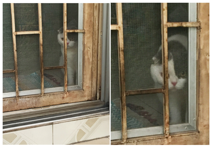 Darksideofthecat_catclub4