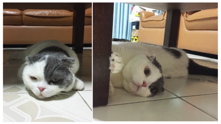 Darksideofthecat_catclub5