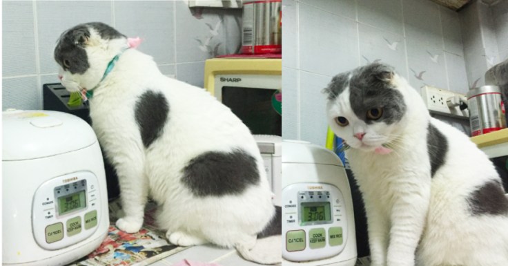 Darksideofthecat_catclub6.1