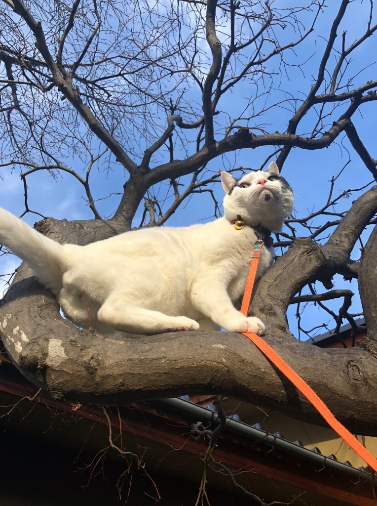 แมวปีนต้นไม้เก่ง แต่ลงไม่เก่ง