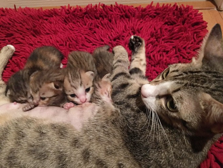 แมวคุณตราชู