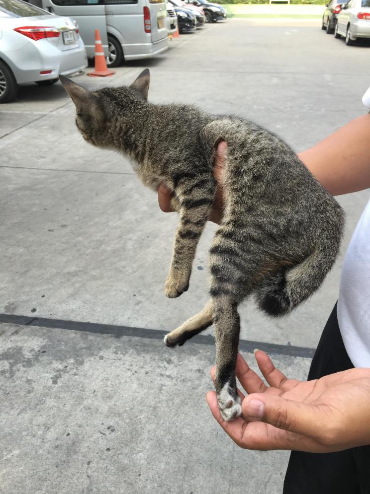 แมวของคุณตราชู