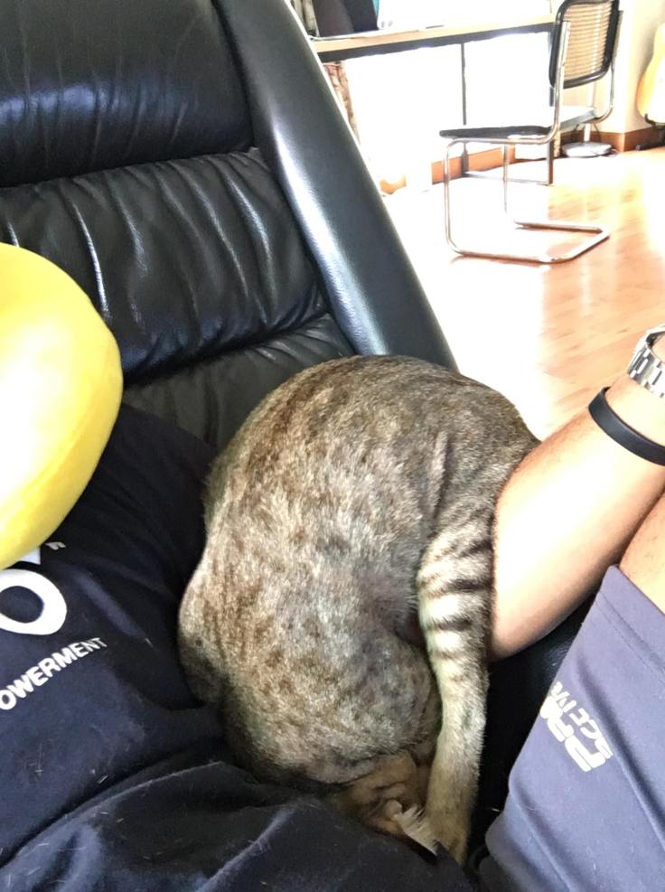 แมวของคุณตราชู กาญจนสถิตย์