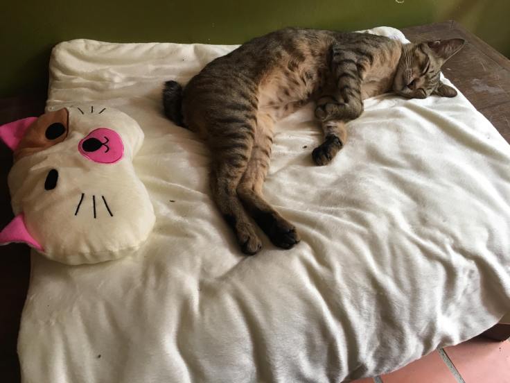 แมวของคุณตราชู