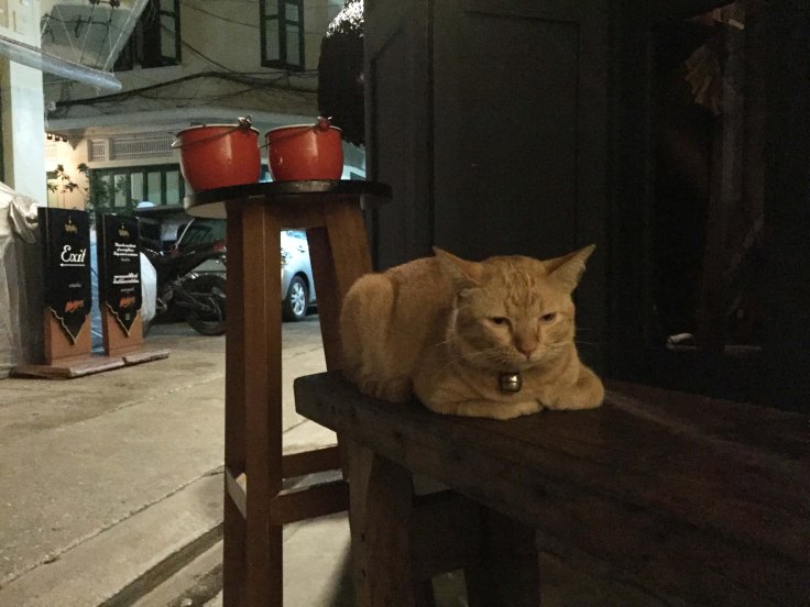 efukthecat_catclubguest