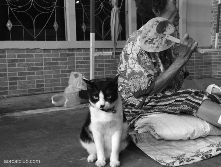 What if cats think as humans