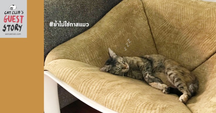มือใหม่หัดรักแมว ใน #Catclubguest