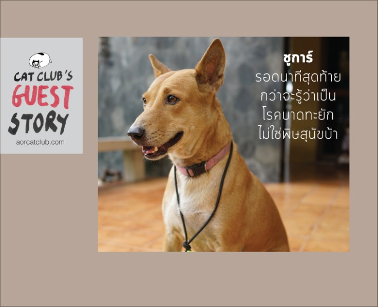 บาดทะยักในหมา