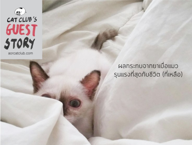 อาการทางสมองของแมวเมื่อโดนยาเบื่อ