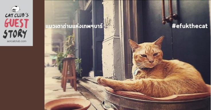 แมวเทพร้านเทพฯบาร์