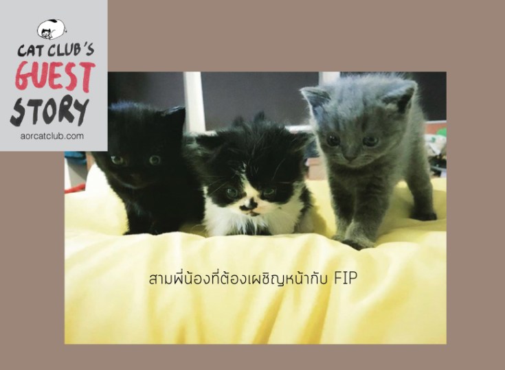 แมวมีเชื้อ FIP ยังมีหวัง