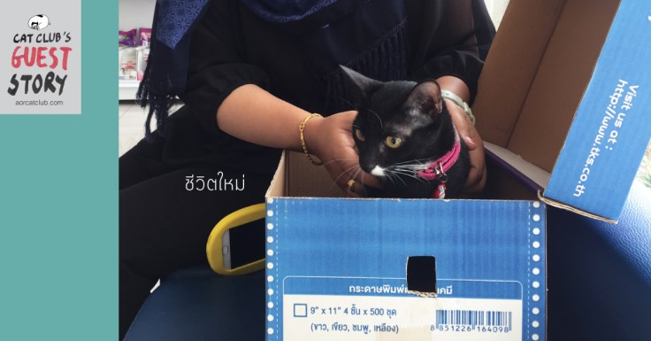 แมวสะพานลอยรอดแล้ว