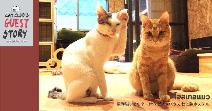 โฮสเทลแมว