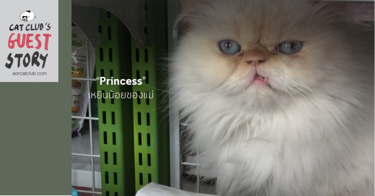 แมวเปอร์เซียน่ารัก