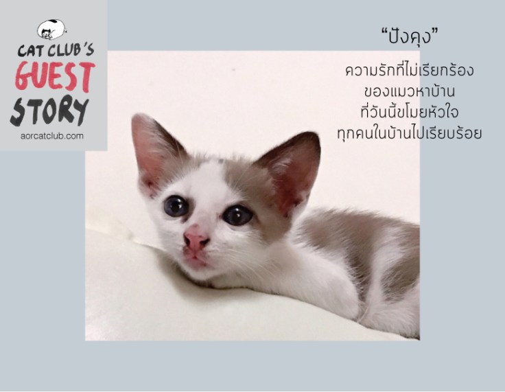 แมวจรหาบ้าน ใน #Catclubguest