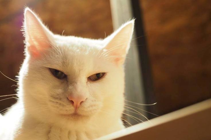 โฮสเทลแมวในฟูกูโอกะ