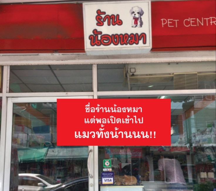 หมากับแมวอยู่ด้วยกันได้