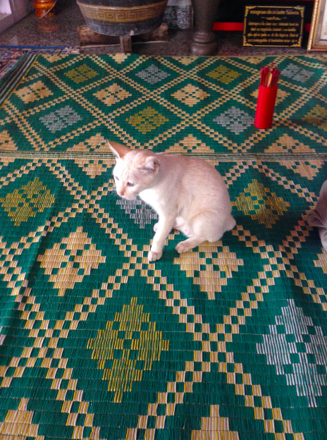 Temple cat 1