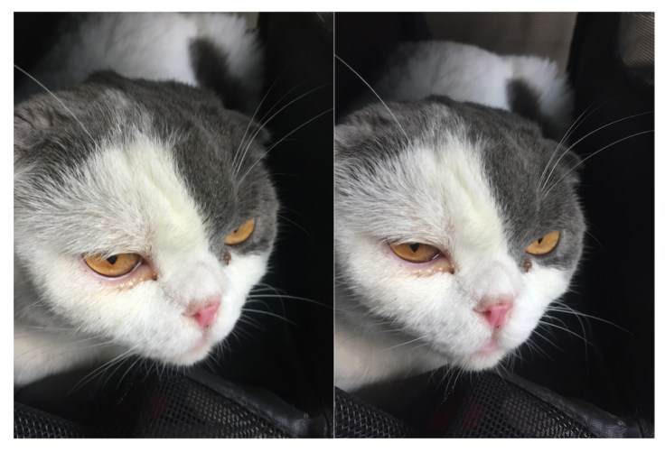 แมวร้องไห้น้ำตาไหล